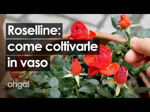 Segreti per curare le roselline in vaso: trucchi e consigli!
