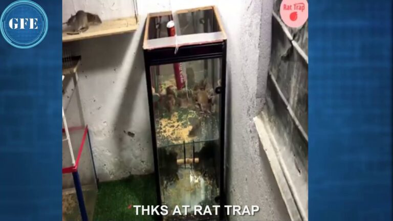 Scopri come realizzare una trappola per topi grandi fai da te efficace