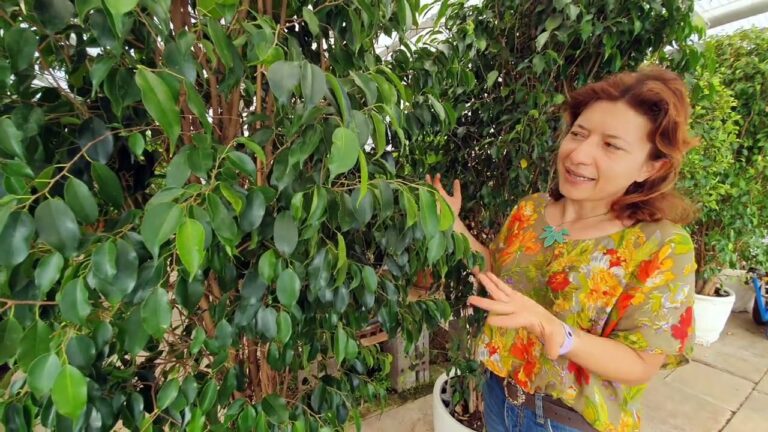 Ficus Benjamina: 5 segreti per curarlo e farlo splendere