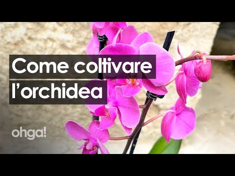 Orchidea in pericolo: scopri come mantenerla viva!